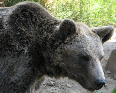 Bear Watching in Bulgaria