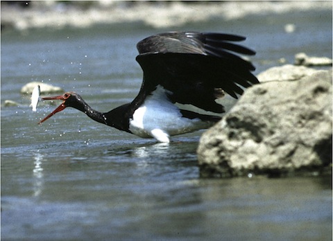 Birdwatching in Bulgaria - Black Stork