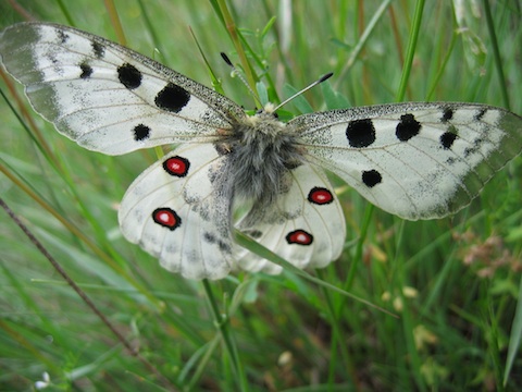 Butterfly Holidays in the Western Rhodope Mountains