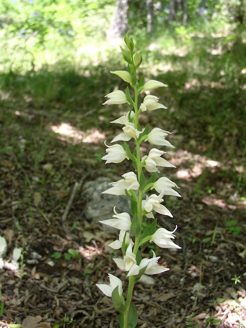 Rare Orchids in Bulgaria - Cephalanthera epipactoides