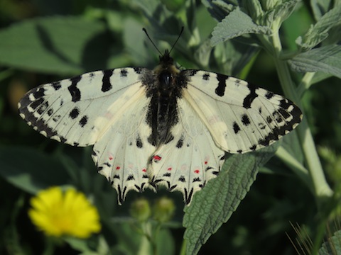 Butterfly Holidays in Bulgaria - Eastern Festoon