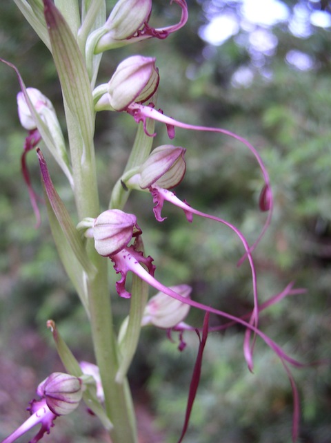 Botanic Holiday in Bulgaria - Lizard Orchid