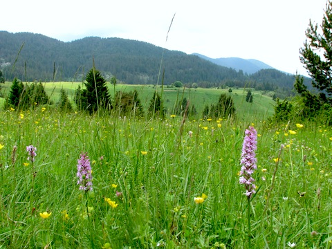 Orchid Holidays in Western Rodopi Mountains