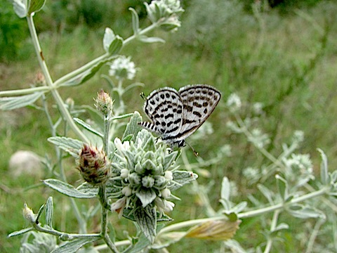 Butterflies of the Struma & Mesta Valleys