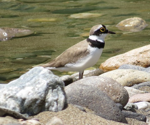 Birdwatching in Bulgaria - Little Ringed Plover