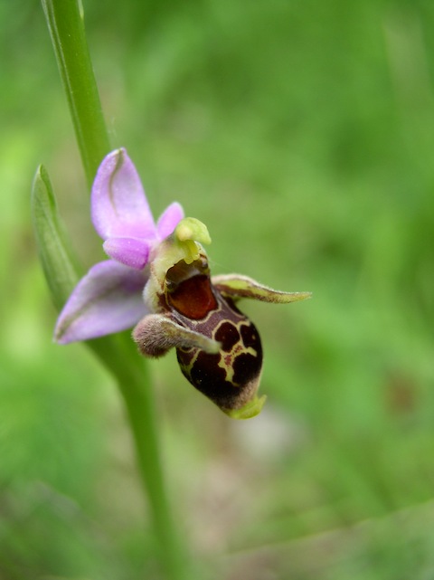 Orchid Holiday in Bulgaria - Ophrys scolopax cornuta