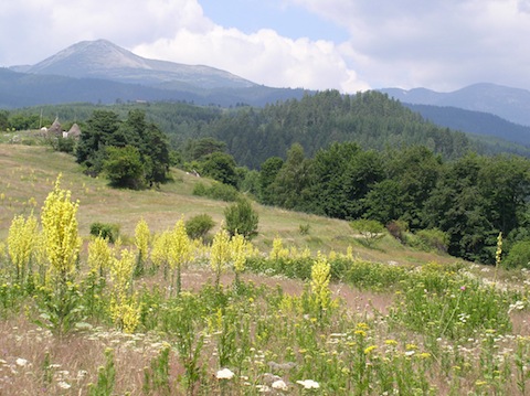 Botanical Holidays in search of Bulgaria's Alpine Plants
