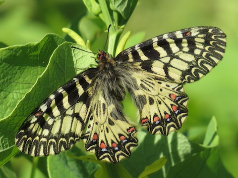 Butterfly Holidays in Bulgaria - Southern Festoon