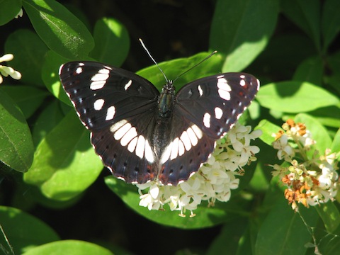 Butterfly Holiday in Bulgaria - Southern White Admiral