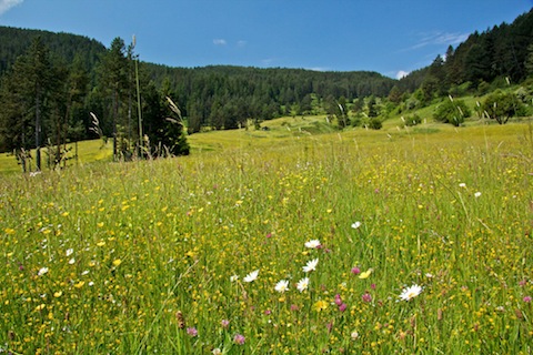 Butterfly Holidays in Bulgaria -Western Rodopi Mountains