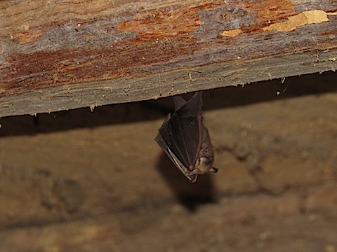 Bat Detecting Holidays in Bulgaria