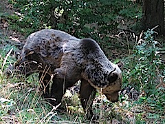 Bear Watching Holidays in Bulgaria