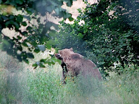 Bear Watching Holidays in Bulgaria