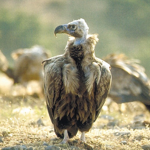 Birdwatching Holiday in Eastern Rhodope