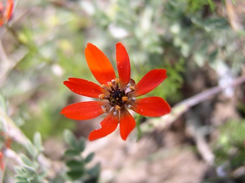 Black Sea Wildflower Holiday