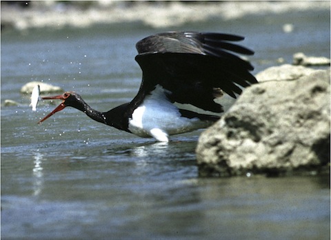 Spring Birdwatching Holiday in Bulgaria