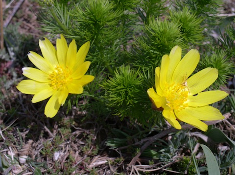 Wild Flower Holidays in Bulgaria: Black Sea Coast