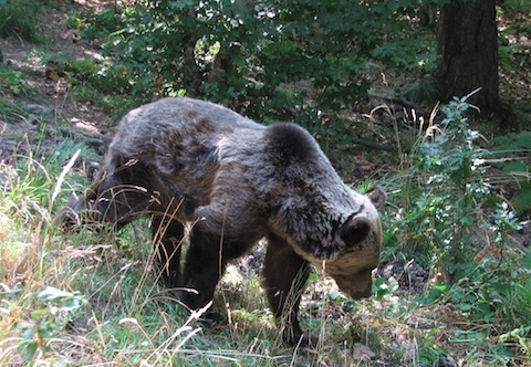 Bear Watching Holidays in Bulgaria