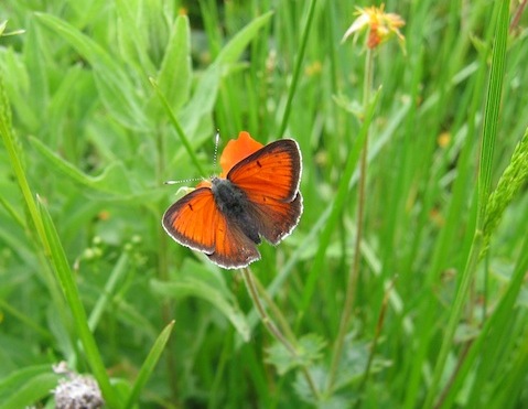 Western Rodopi Butterfly Holidays in Bulgaria