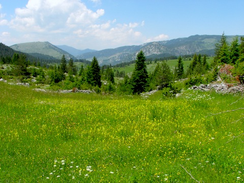 Butterfly Holidays in Bulgaria's Western Rodopi