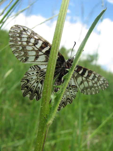 Eastern Rodopi (Rhodope) Butterfly Holidays