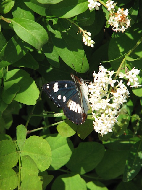 Butterfly Holidays in Eastern Rhodope Mountains