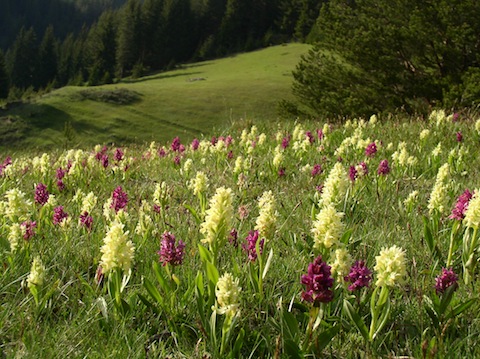 Orchid Holiday in Bulgaria's Rodopi Mountains