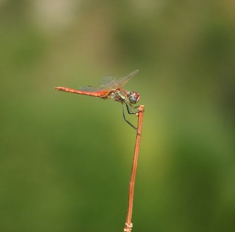Dragonfly Holidays in Bulgaria