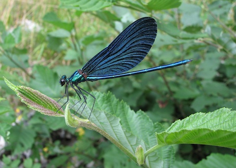 Dragonfly Holidays in Bulgaria