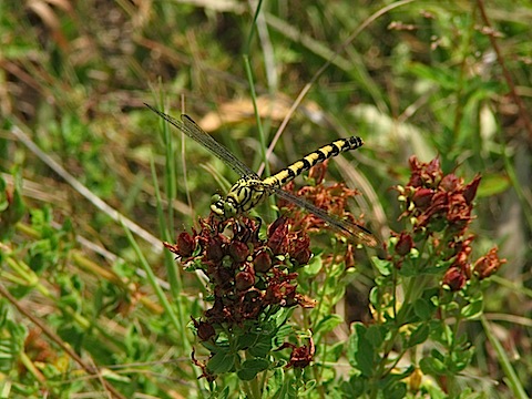 Dragonfly Holidays in Bulgaria