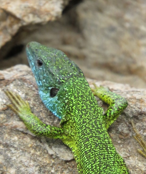 Field Herping Holidays in Dobrudzha & Danube