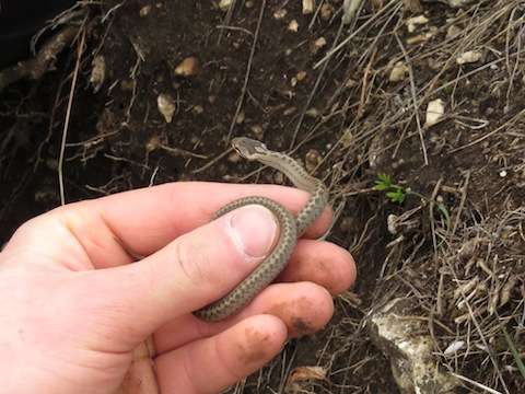 Field Herping Holidays in Bulgaria