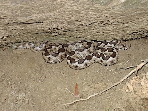 Field Herping Struma Valley