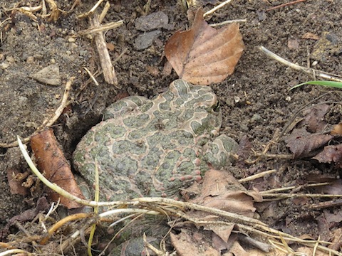 Field Herping Holidays in Bulgarian Rhodope