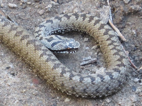 Field Herping in the Rodopi (Rhodope) Mountains