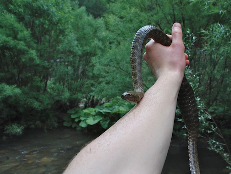 Field Herping in Bulgaria