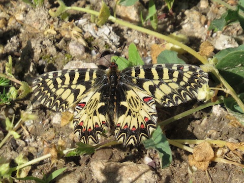 Butterfly Holidays in the Eastern Rodopi (Rhodope) Mountains