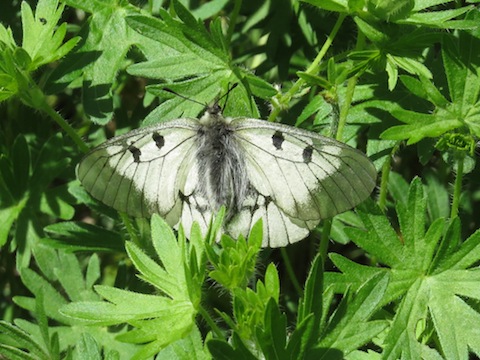 Butterflies of the Central Balkan National Park