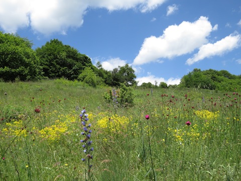 Butterfly Holidays in Western Rhodope Mountains