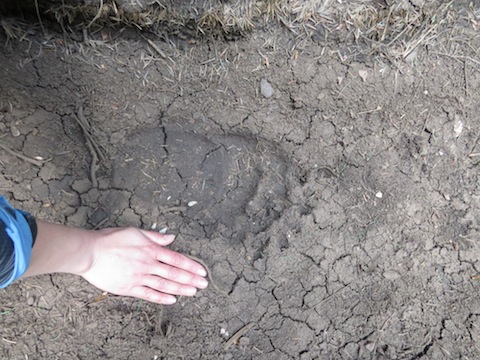 Mammal Watching Holidays in Bulgaria