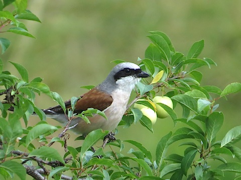 Summer Birdwatching Holiday in Bulgaria