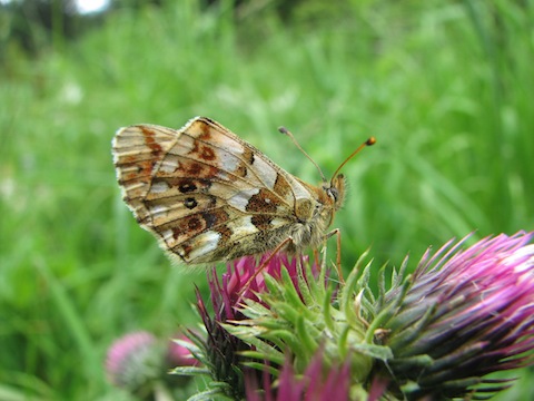 Butterfly Holidays in the Rila & Pirin National Parks