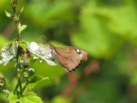 Butterfly Holidays in the Western Rodopi (Rhodope) Mountains