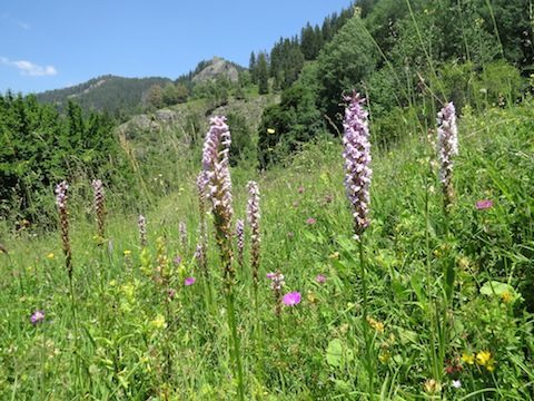 Orchid Holiday in Bulgaria's Western Rhodope Mountains