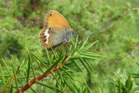 Western Rodopi Butterfly Holidays in Bulgaria