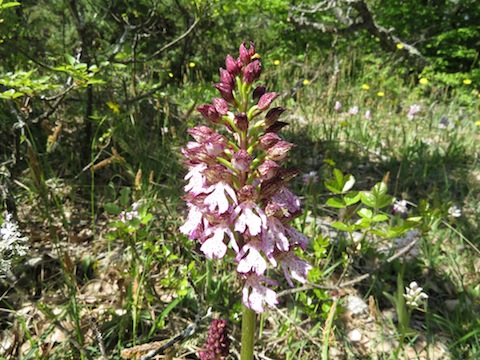 Botanic Holidays Bulgaria: Western Rodopi (Rhodope) Orchids