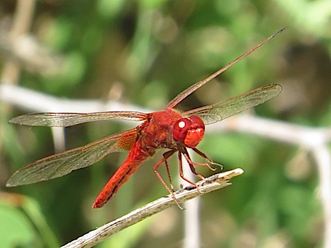 Dragonfly Holidays in Bulgaria