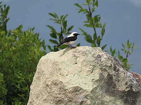 Autumn Bird Watching Holidays in Bulgaria