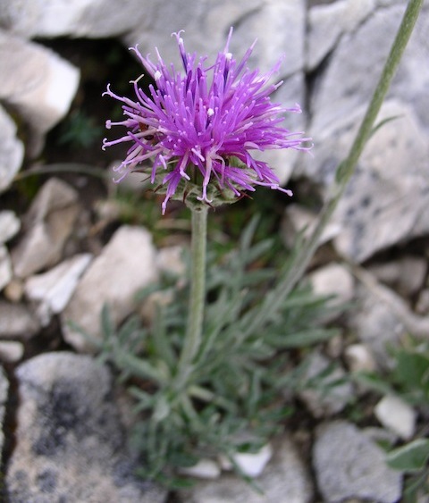 Botanic Holidays in Bulgaria: Rila & Pirin Mountain Plants & Alpines