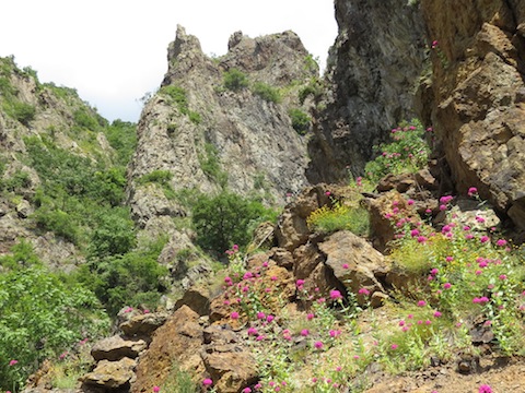 Botanic Holidays in the Eastern Rodopi Mountains